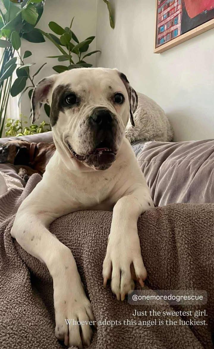 Ada, a Adoptable mixed breed in Torrington, CT image 5/6