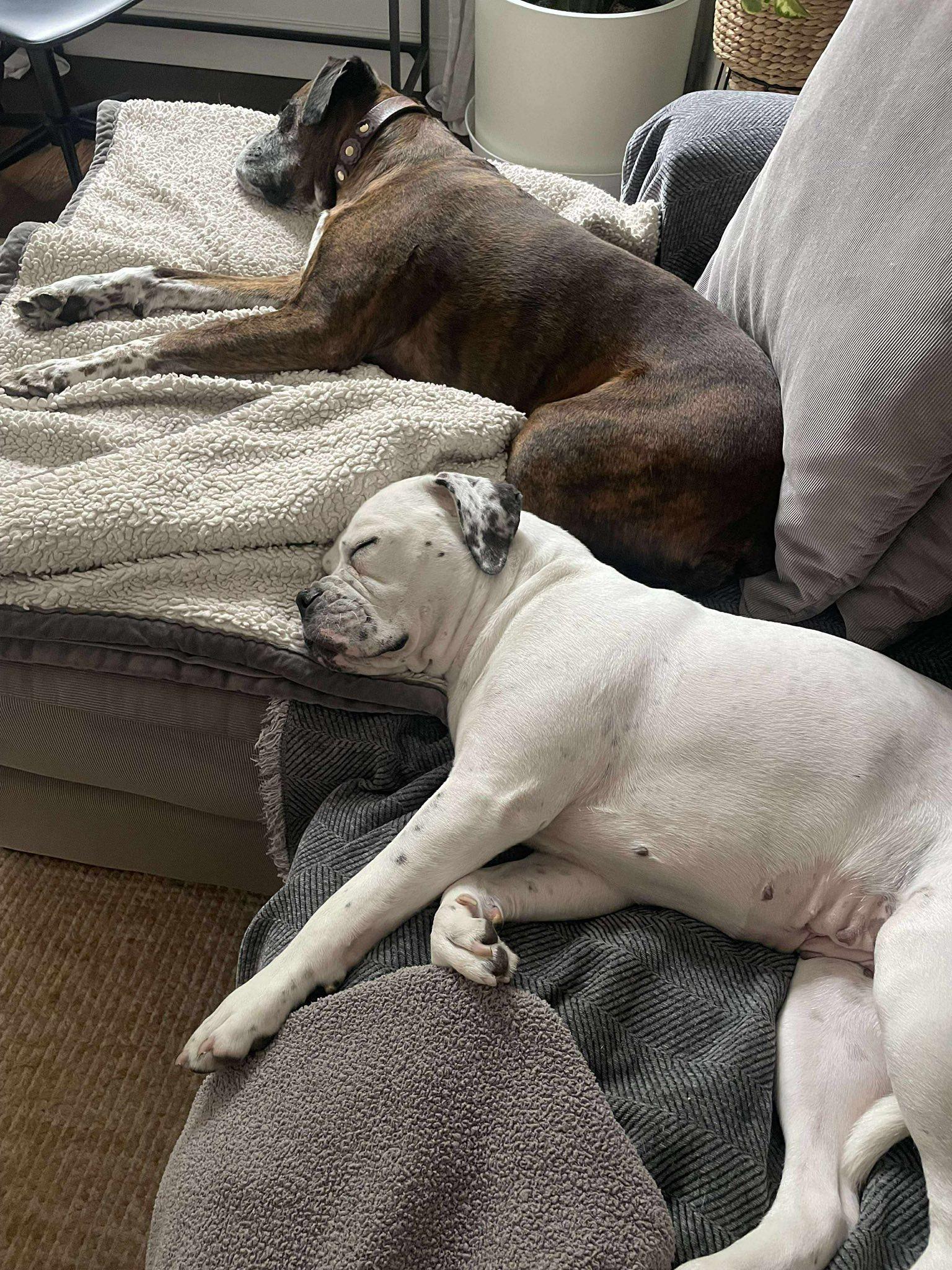 Ada, Adoptable, Young Female Boxer.