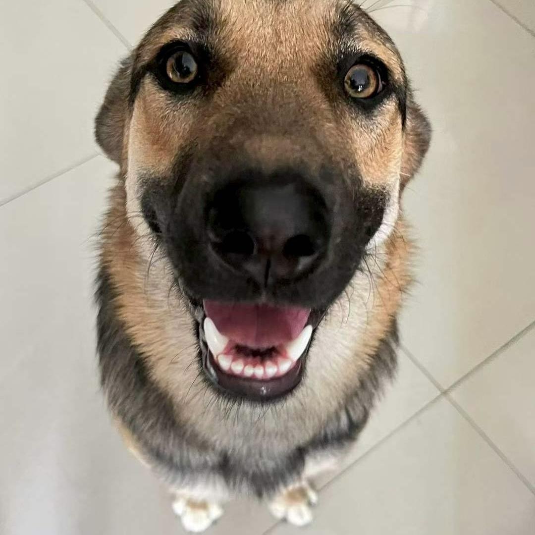 Enlarge Coco, a ADOPTABLE mixed breed in Van Nuys, CA image 3/4