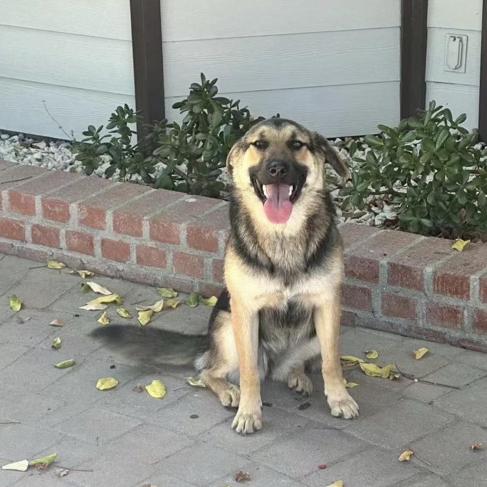 Enlarge Coco, a ADOPTABLE mixed breed in Van Nuys, CA image 2/4