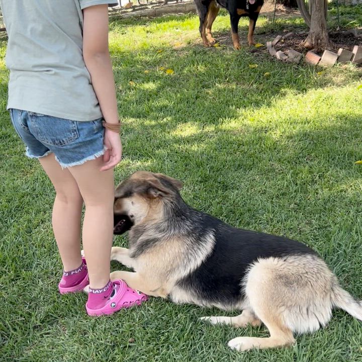 Enlarge Coco, a ADOPTABLE mixed breed in Van Nuys, CA video 4/4