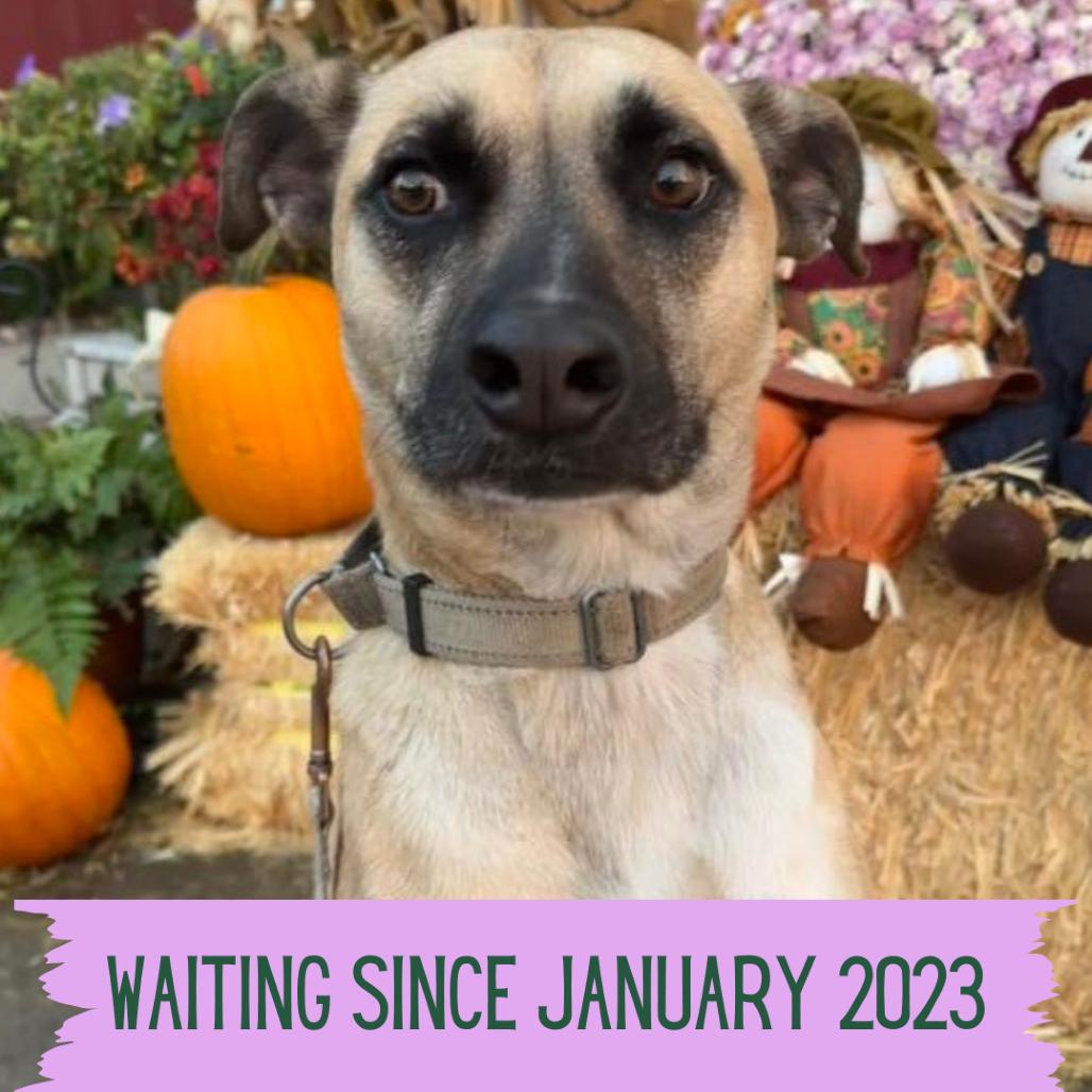 Jameson, Adoptable, Adult Male Mixed Breed.