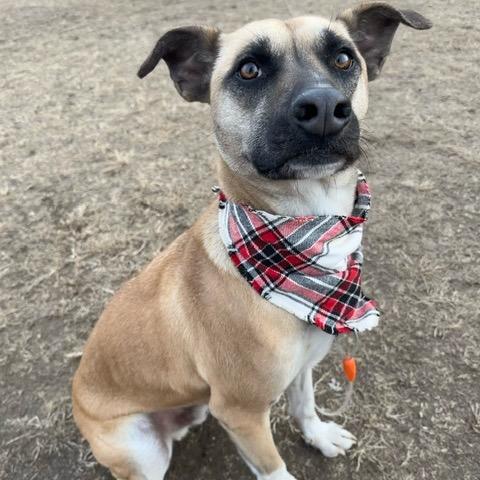 Enlarge Jameson, a Adoptable Mixed Breed in Buffalo, MN image 2/6