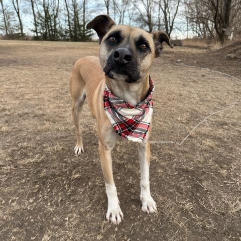 Enlarge Jameson, a Adoptable Mixed Breed in Buffalo, MN image 3/6
