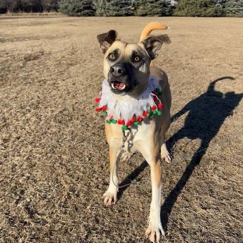 Enlarge Jameson, a Adoptable Mixed Breed in Beresford, SD image 2/6