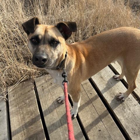 Enlarge Jameson, a Adoptable Mixed Breed in Buffalo, MN image 4/6