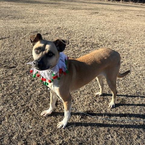 Enlarge Jameson, a Adoptable Mixed Breed in Beresford, SD image 3/6
