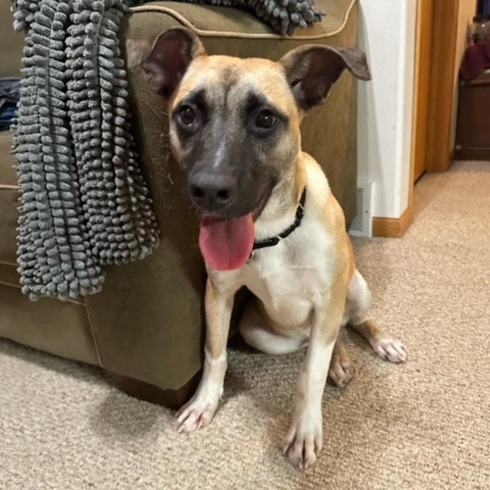 Enlarge Jameson, a Adoptable Mixed Breed in Buffalo, MN image 6/6