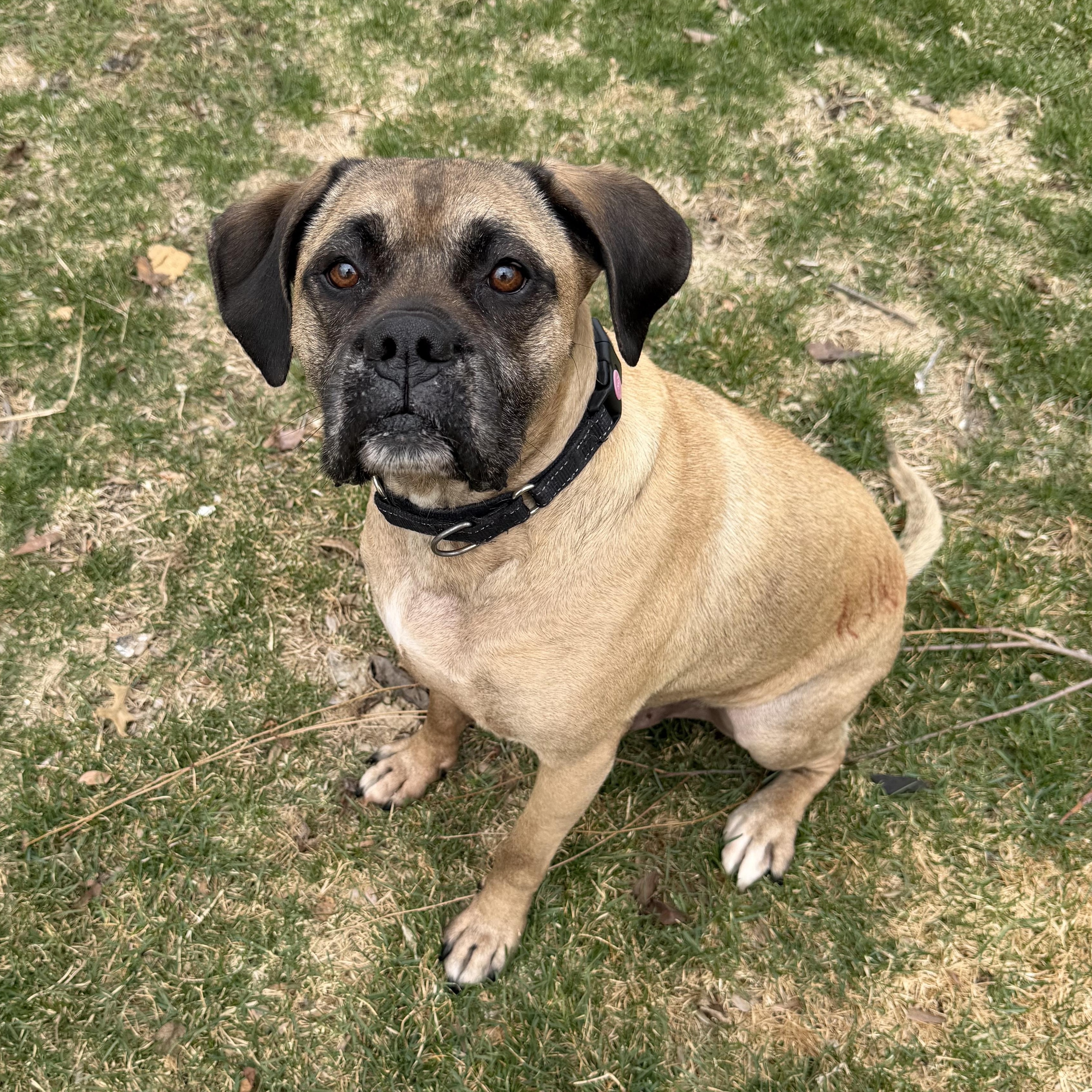 Dexter, ADOPTABLE, Adult Male Boxer & Mixed Breed.