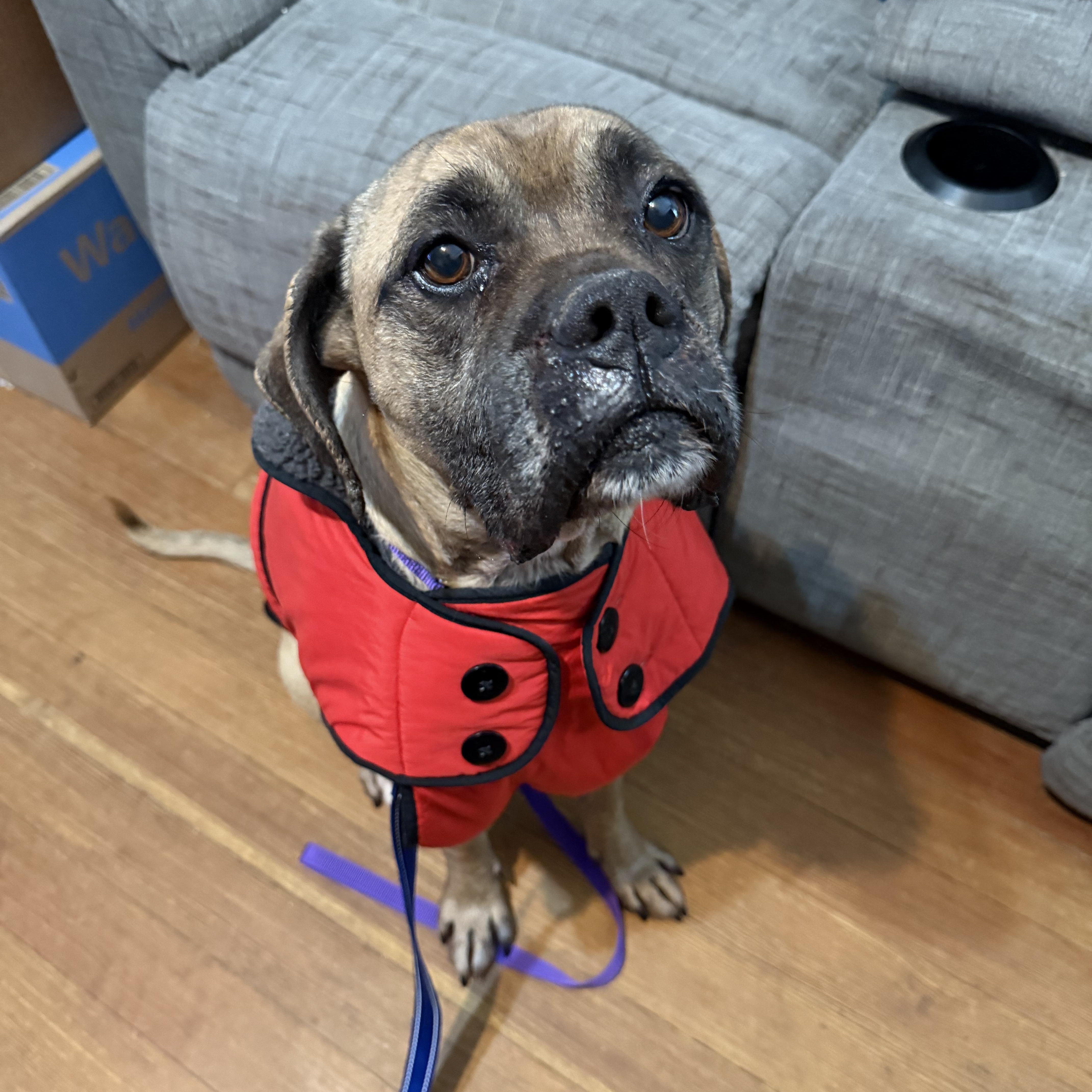 Enlarge Dexter, a ADOPTABLE mixed breed in Bettendorf, IA image 5/6