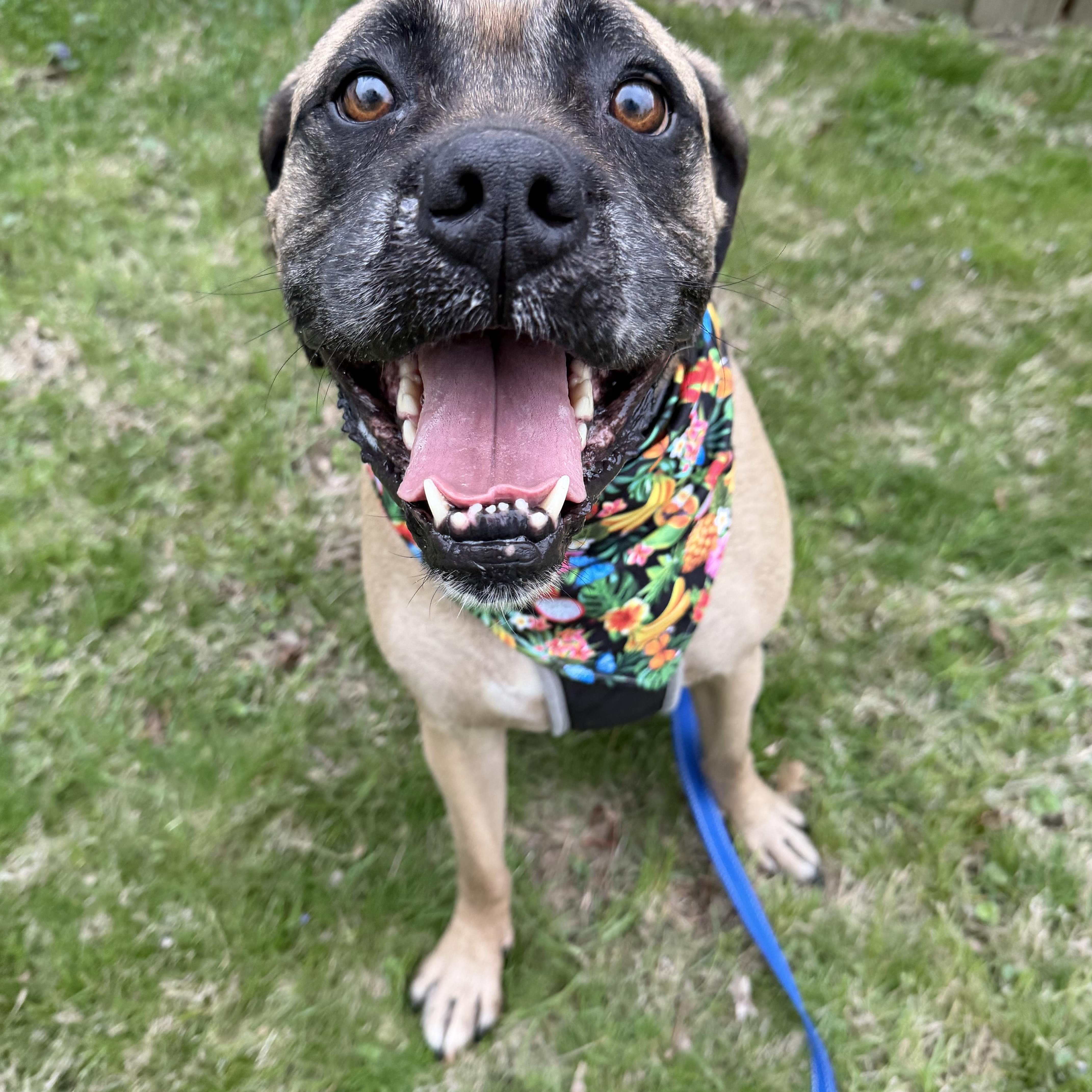 Dexter, ADOPTABLE, Adult Male Boxer & Mixed Breed.