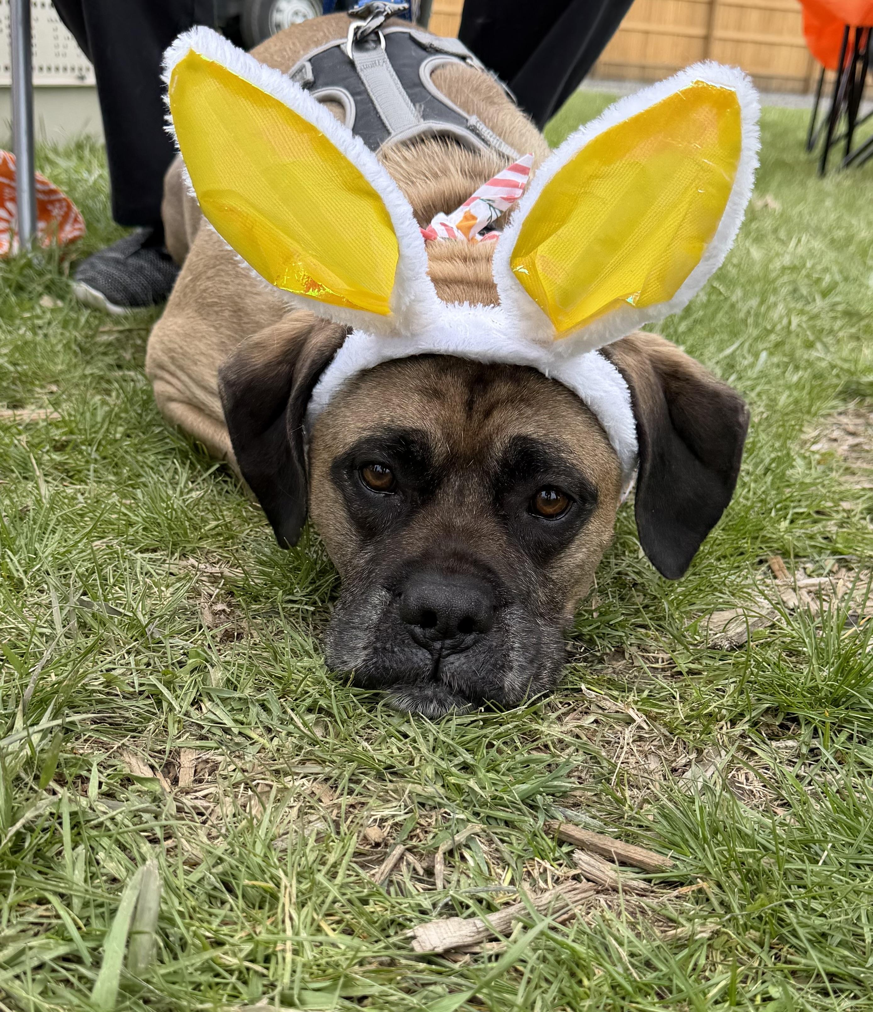 Enlarge Dexter, a ADOPTABLE mixed breed in Bettendorf, IA image 6/6