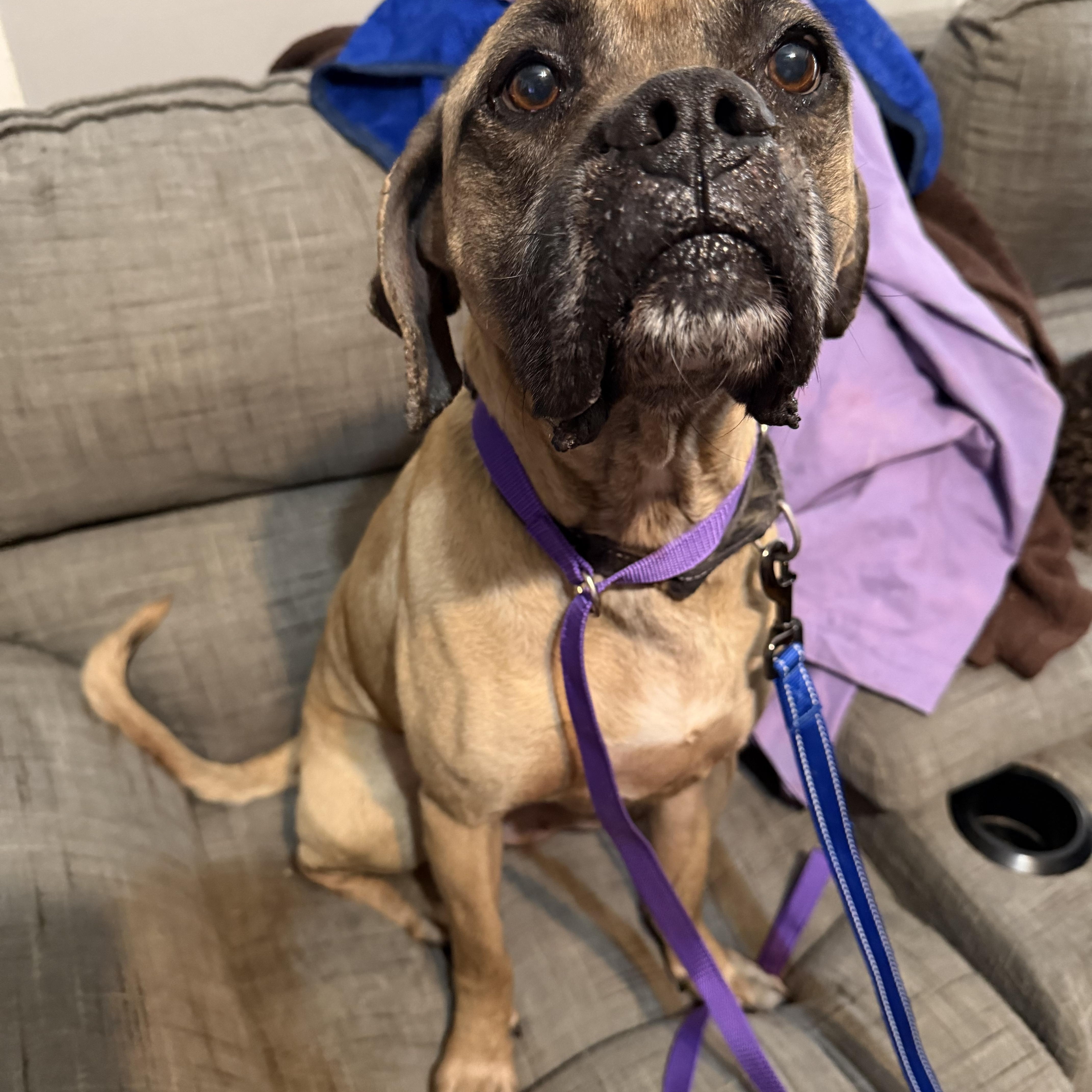 Enlarge Dexter, a ADOPTABLE mixed breed in Bettendorf, IA image 2/6