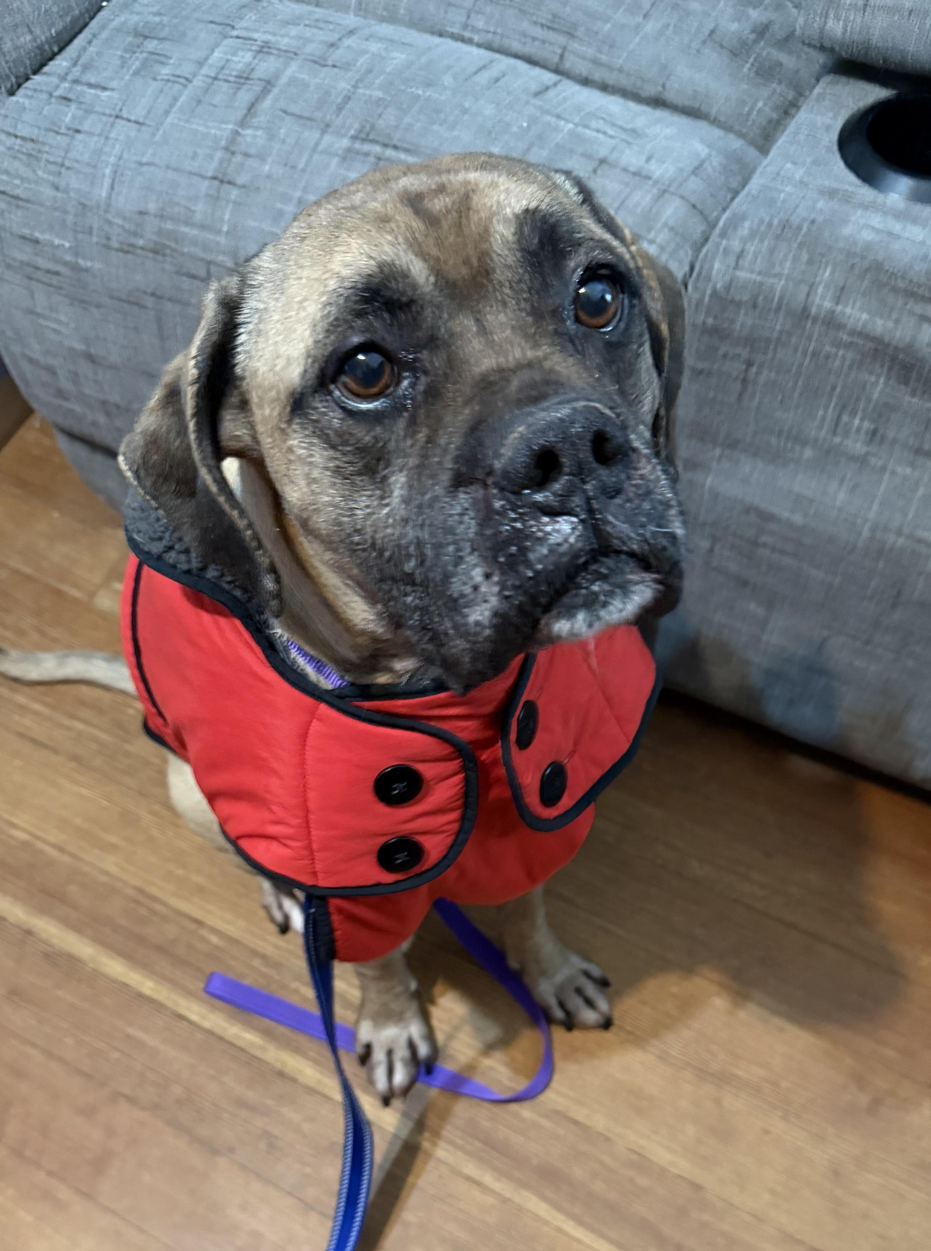 Dexter, ADOPTABLE, Adult Male Boxer & Mixed Breed.