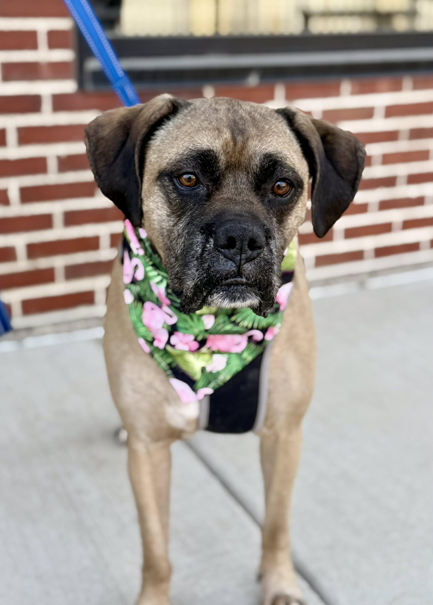 Dexter, ADOPTABLE, Adult Male Boxer & Mixed Breed.