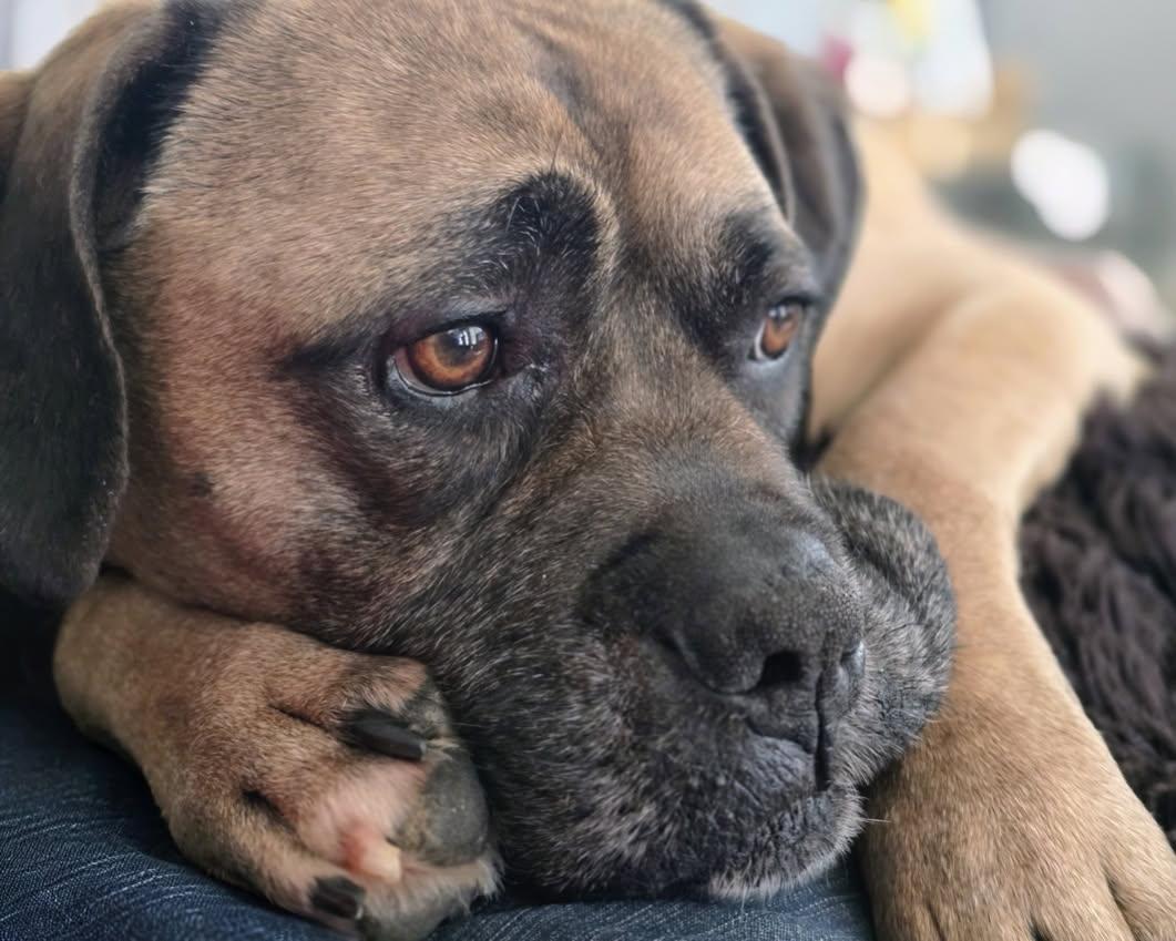 Enlarge Dexter, a ADOPTABLE mixed breed in Bettendorf, IA image 6/6