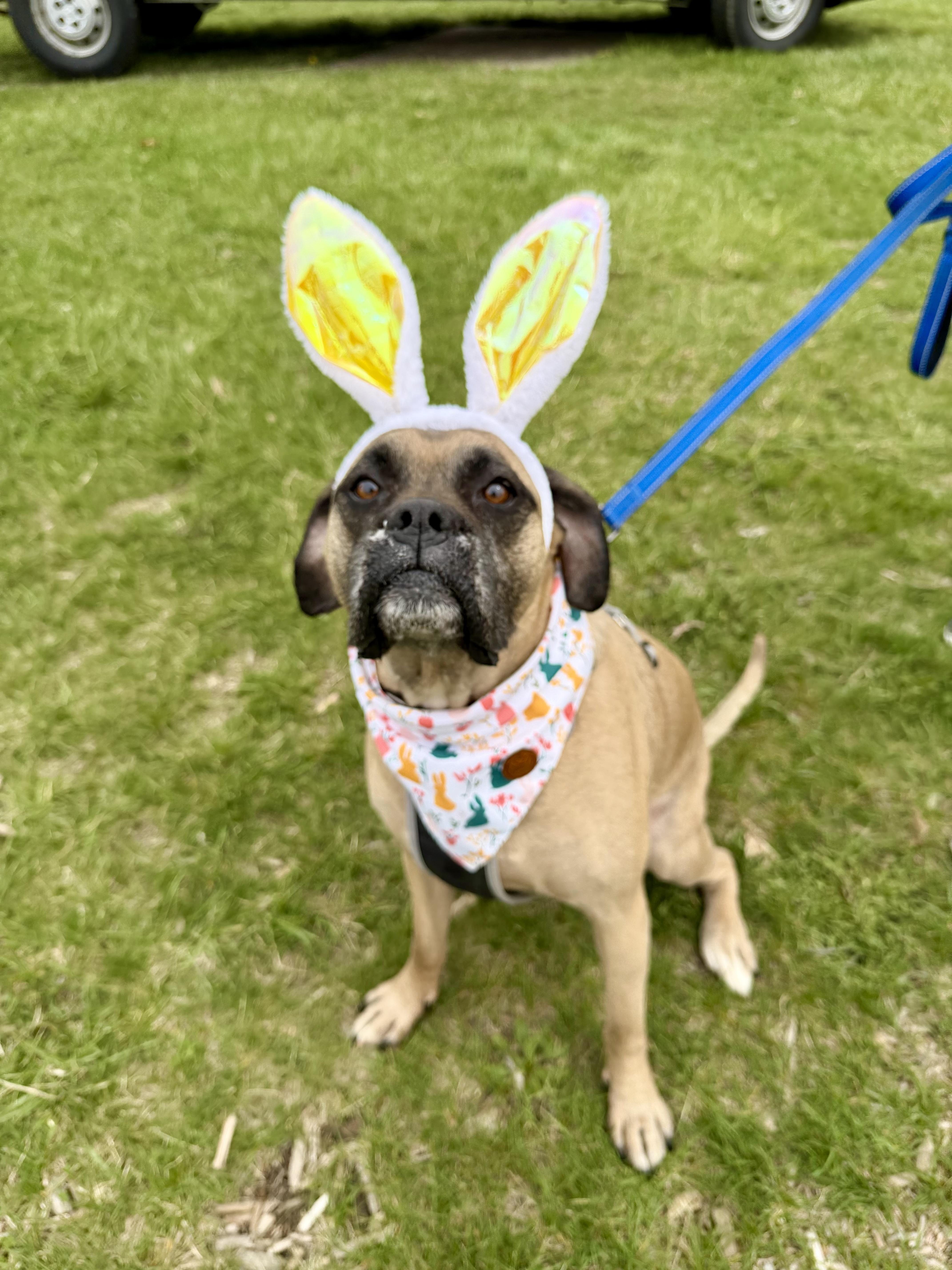 Enlarge Dexter, a ADOPTABLE mixed breed in Bettendorf, IA image 2/6
