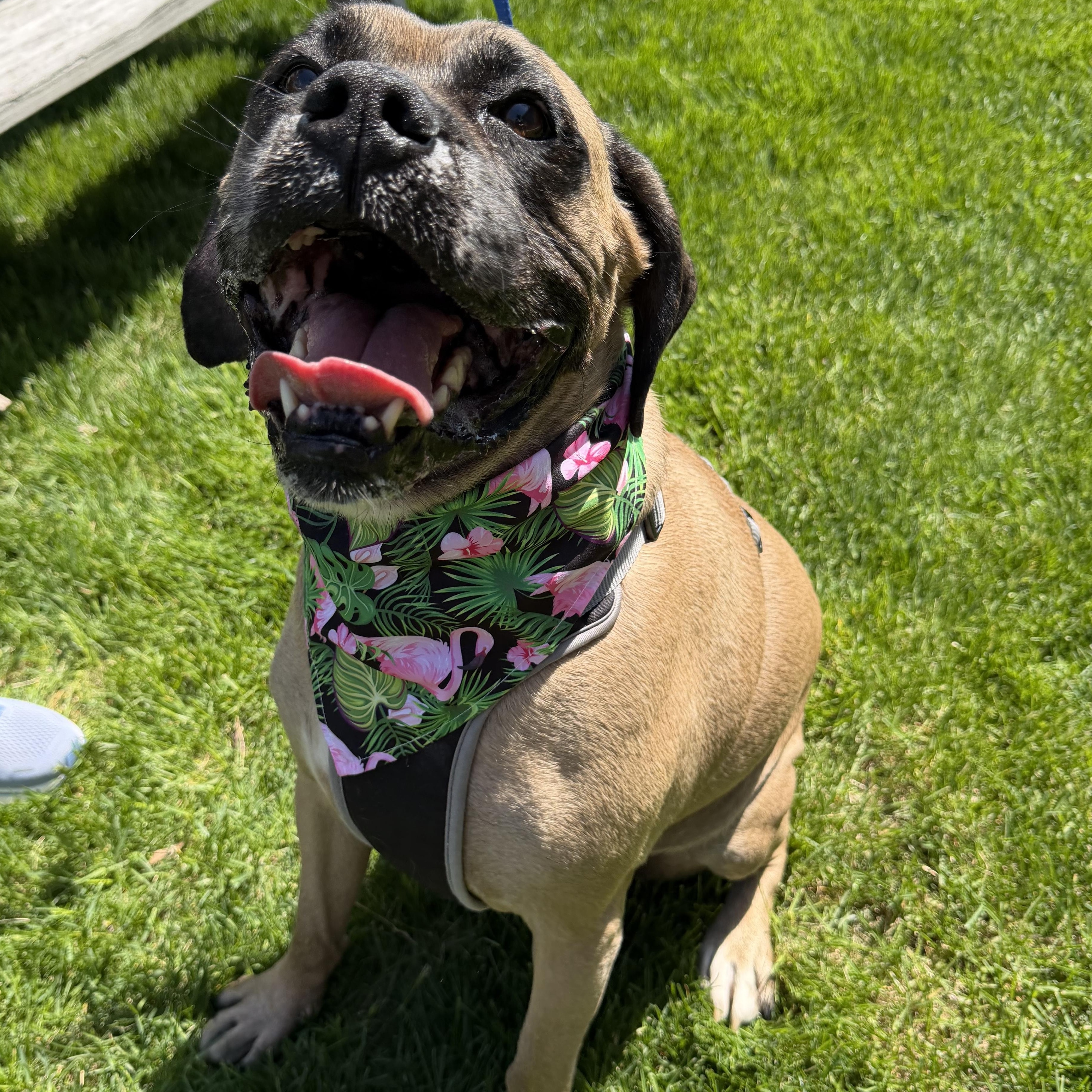Enlarge Dexter, a ADOPTABLE mixed breed in Bettendorf, IA image 6/6