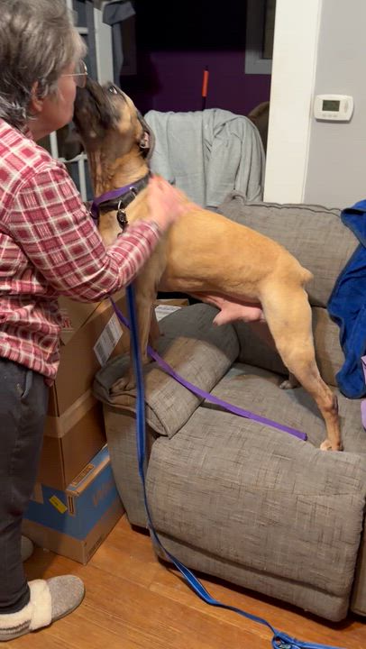 Enlarge Dexter, a ADOPTABLE mixed breed in Bettendorf, IA video 3/6