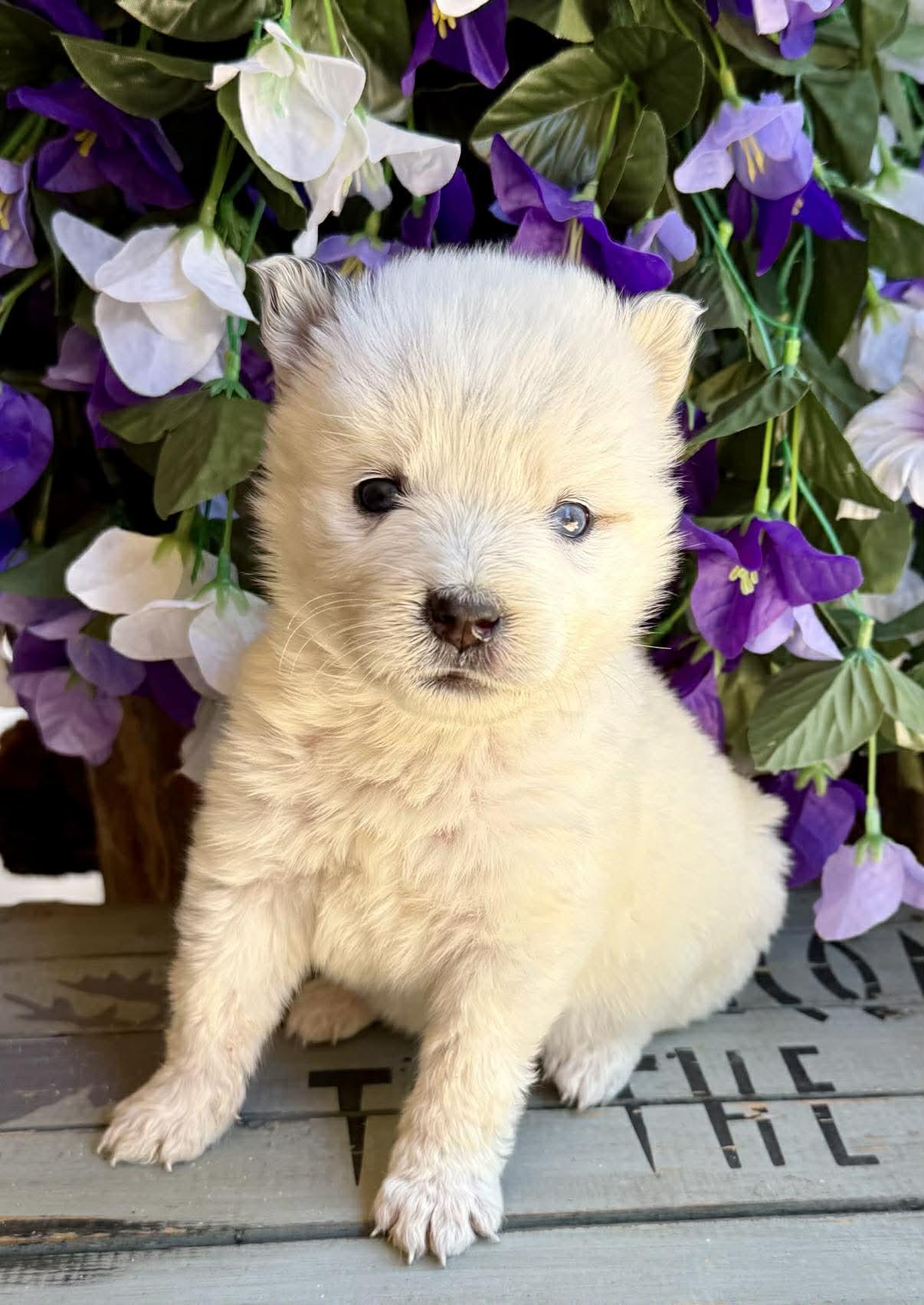 Katydid, a ADOPTABLE mixed breed in Kiowa, OK image 2/6