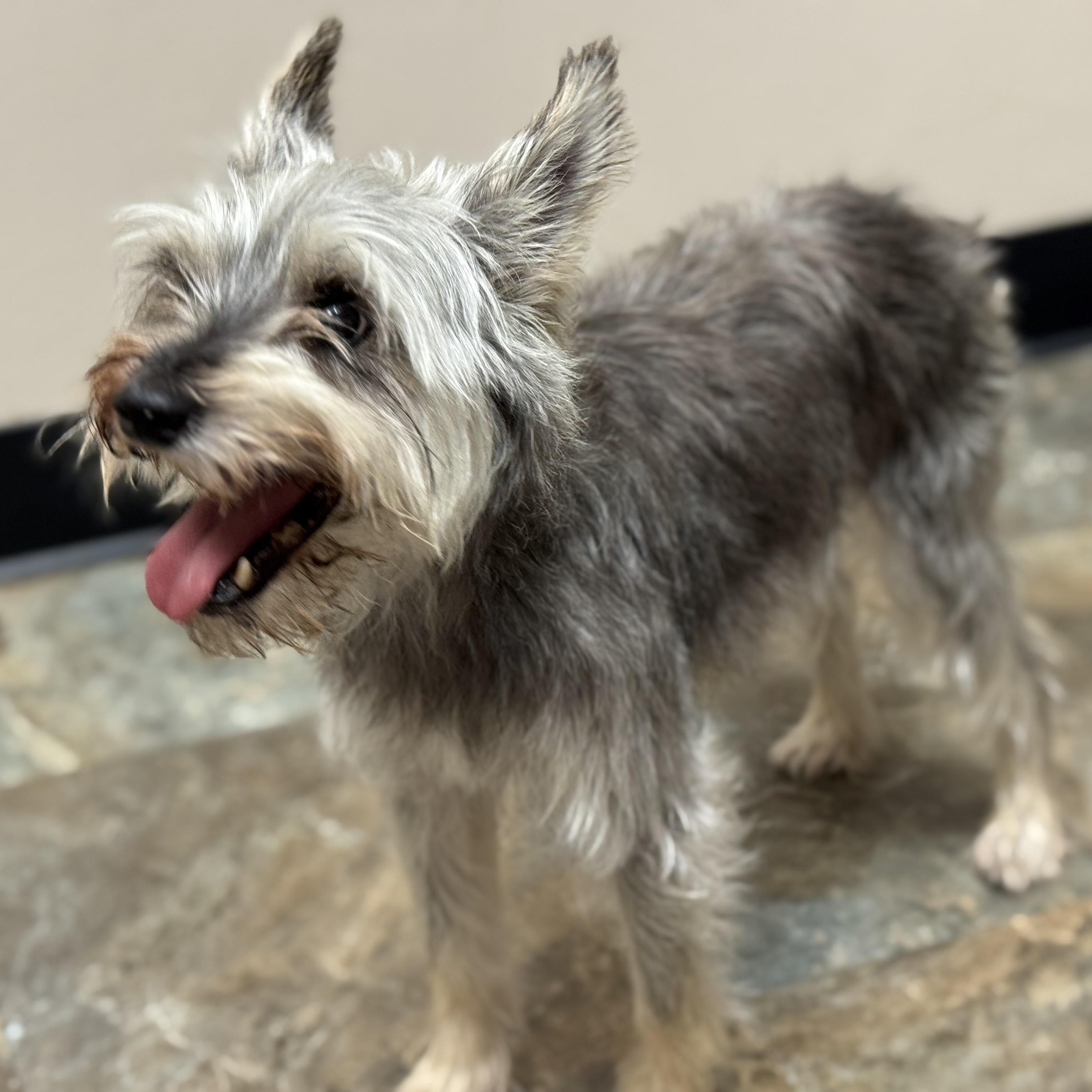 Indy, an adoptable Miniature Schnauzer in Calumet, MI, 49913 | Photo Image 6