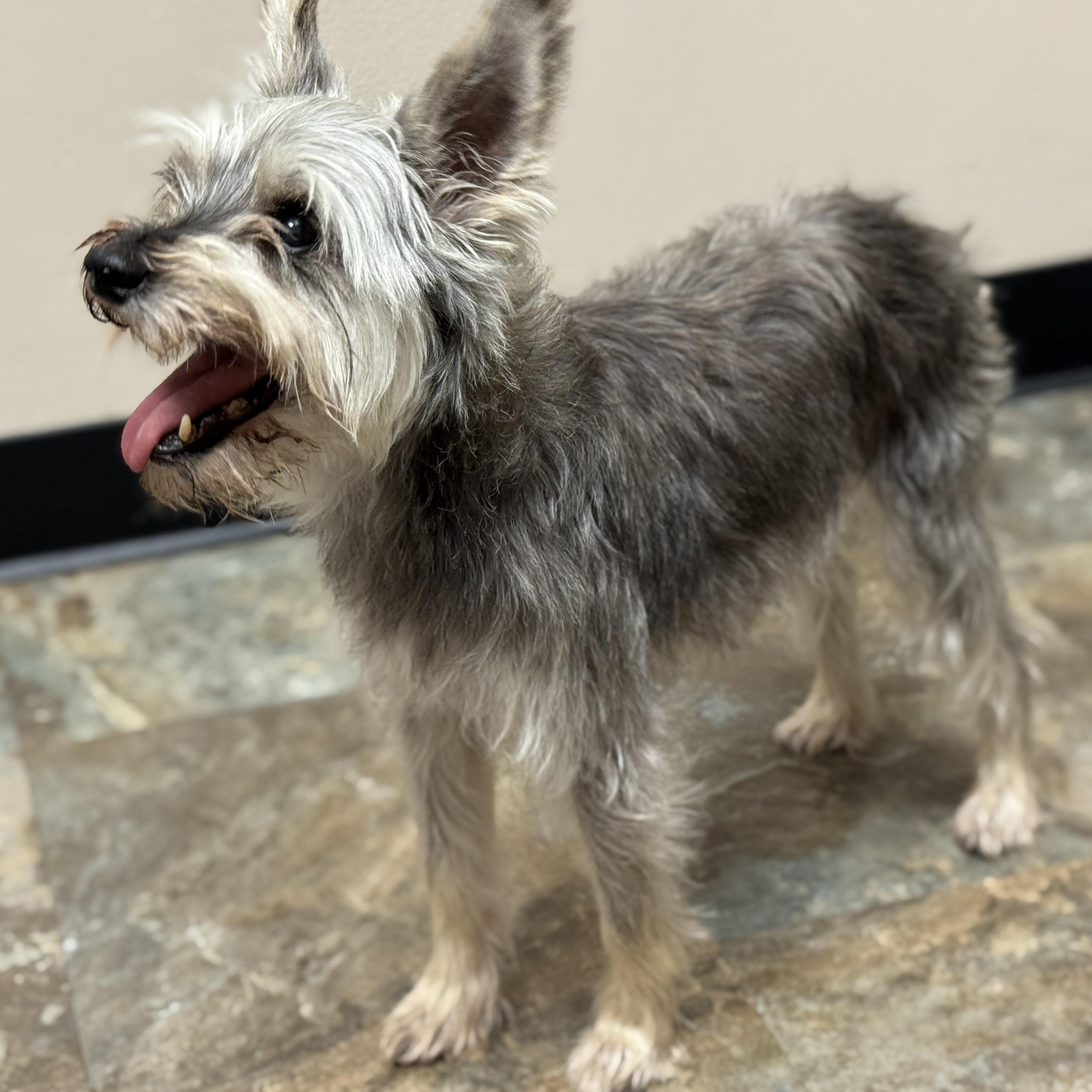 Indy, an adoptable Miniature Schnauzer in Calumet, MI, 49913 | Photo Image 5