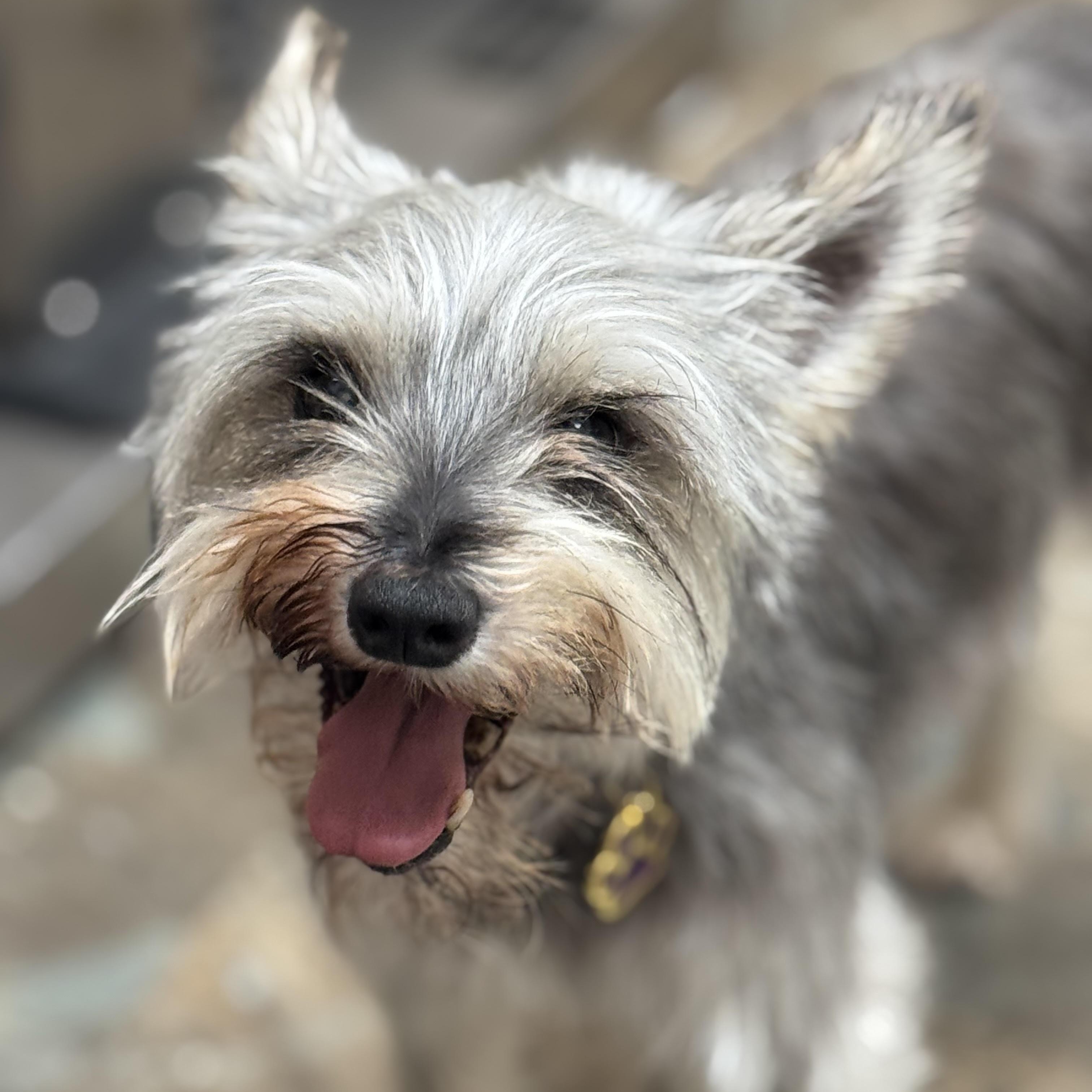 Indy, an adoptable Miniature Schnauzer in Calumet, MI, 49913 | Photo Image 1