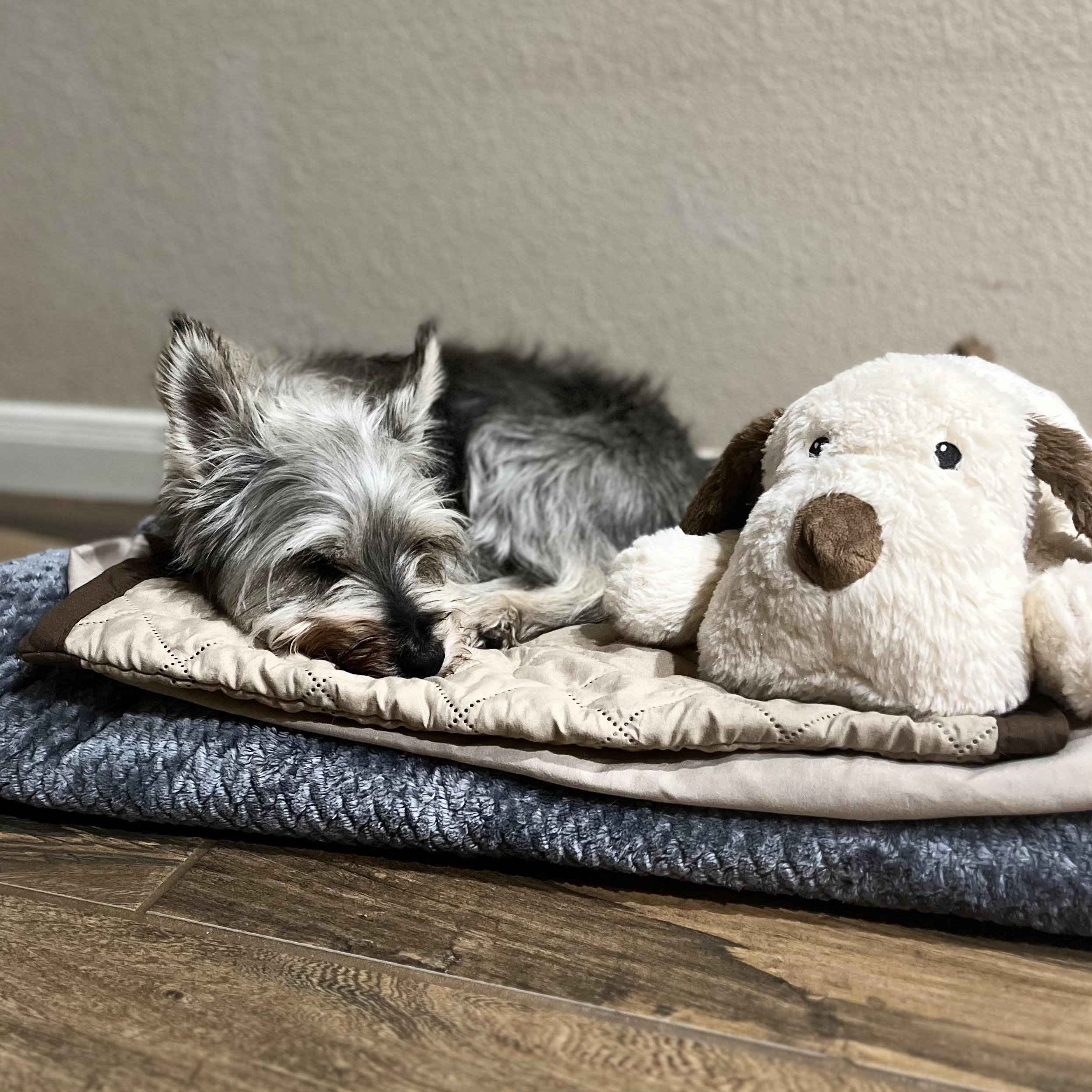 Indy, an adoptable Miniature Schnauzer in Calumet, MI, 49913 | Photo Image 3