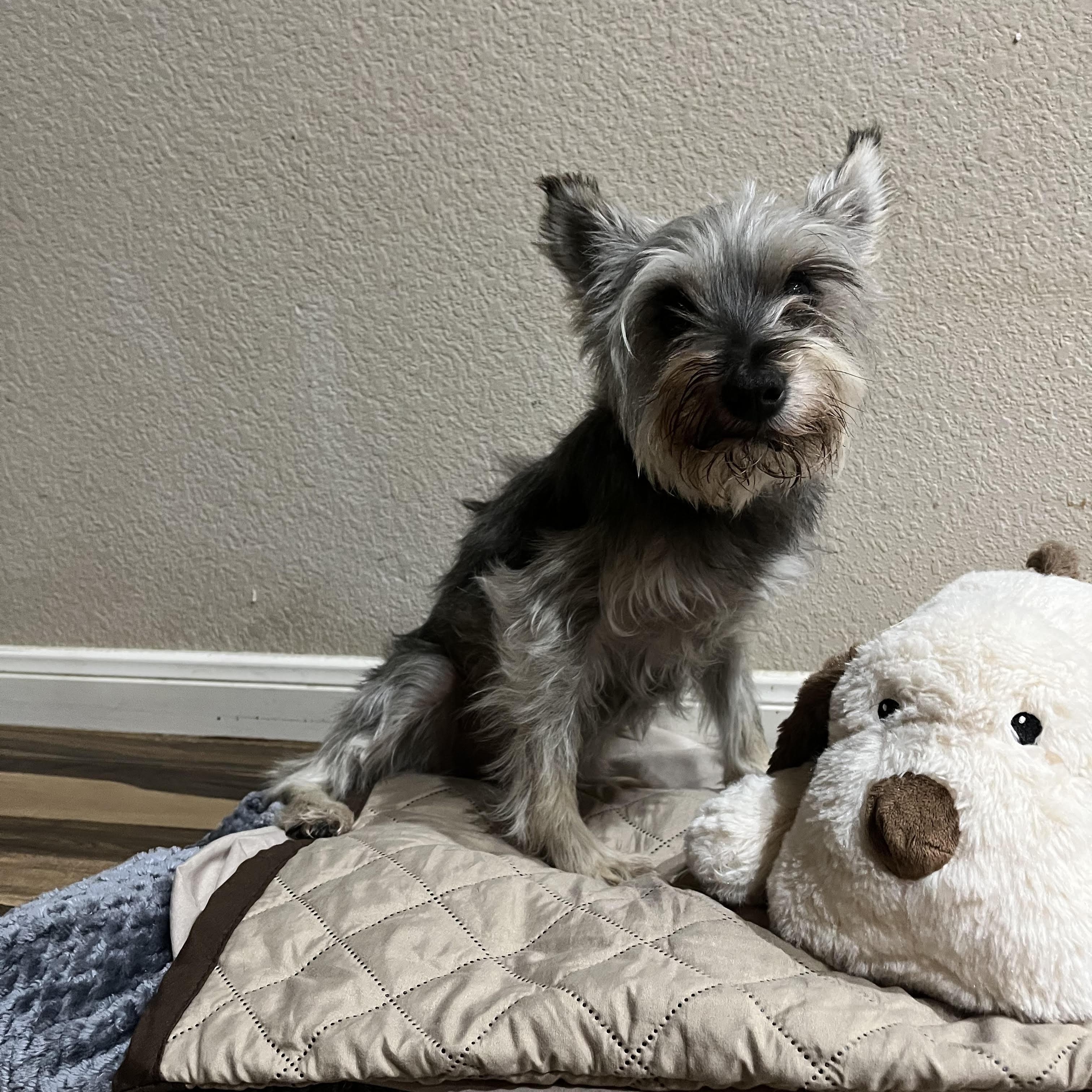 Indy, an adoptable Miniature Schnauzer in Calumet, MI, 49913 | Photo Image 2