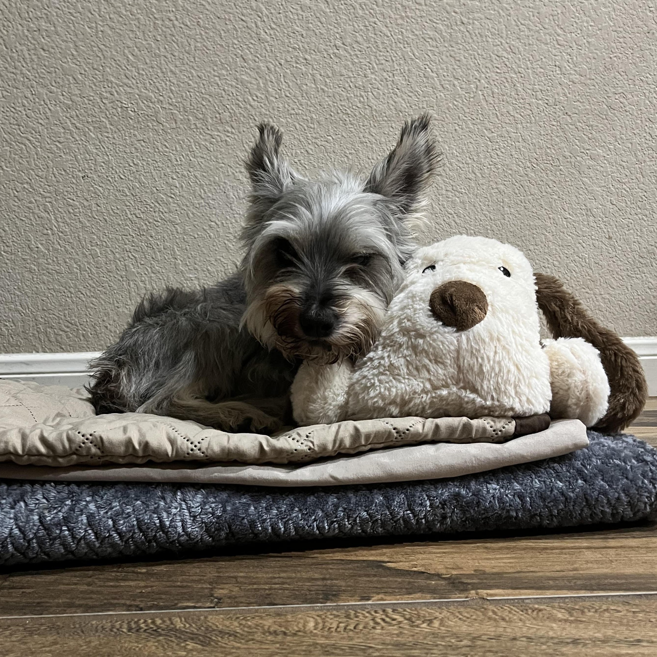 Indy, an adoptable Miniature Schnauzer in Calumet, MI, 49913 | Photo Image 4