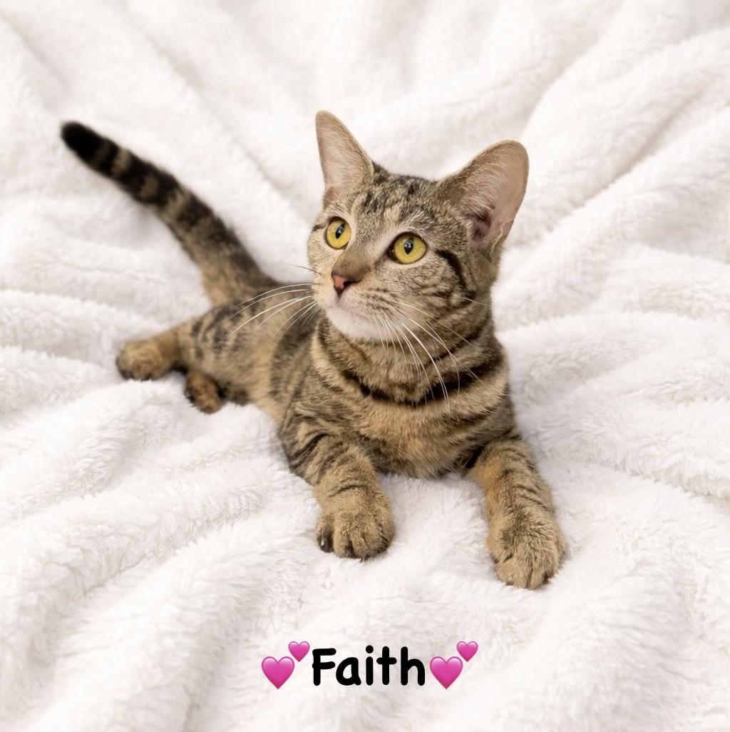 Enlarge Faith, an adopted Domestic Short Hair in Copley, OH image 2/2