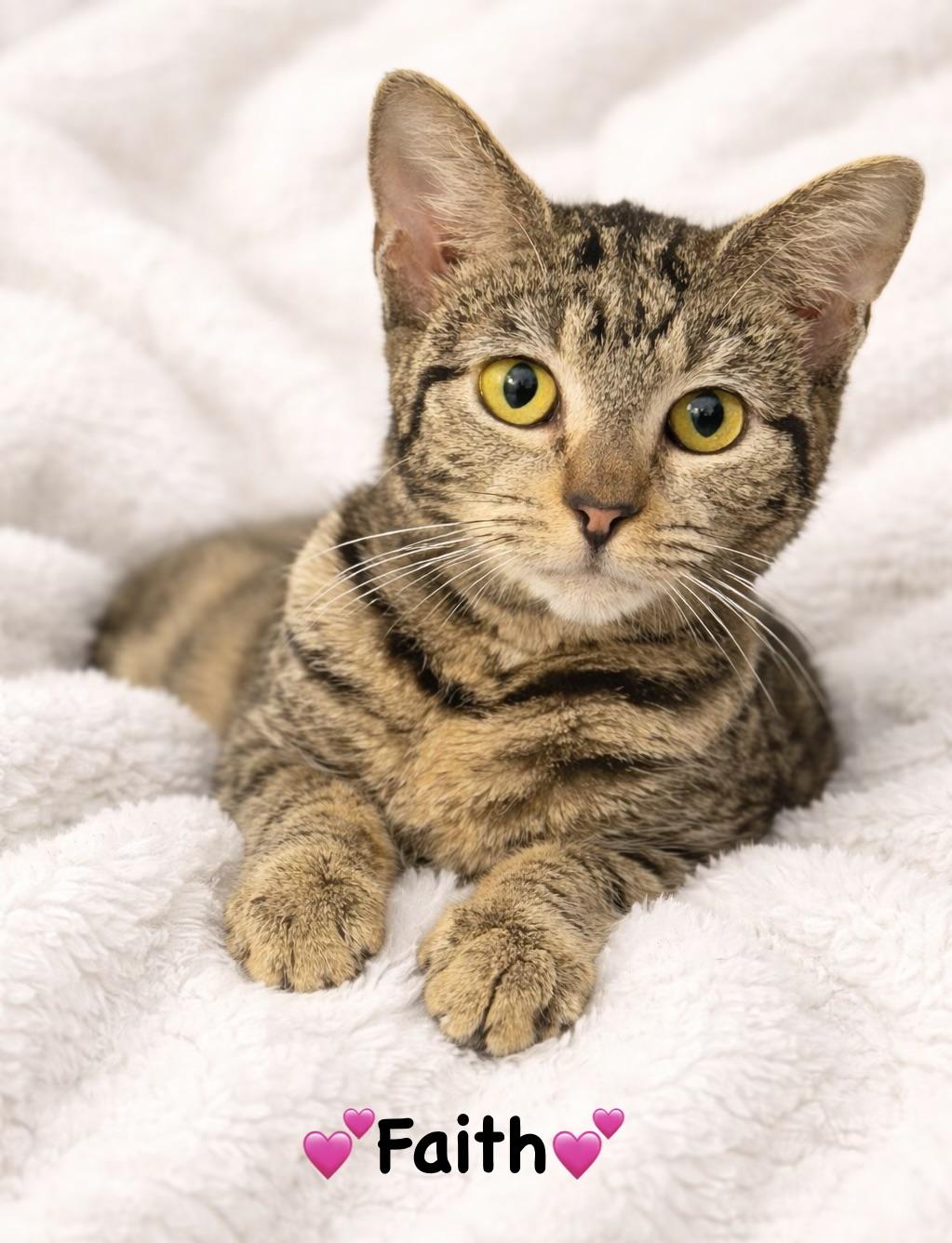 Faith, adopted, Kitten Female Domestic Short Hair.