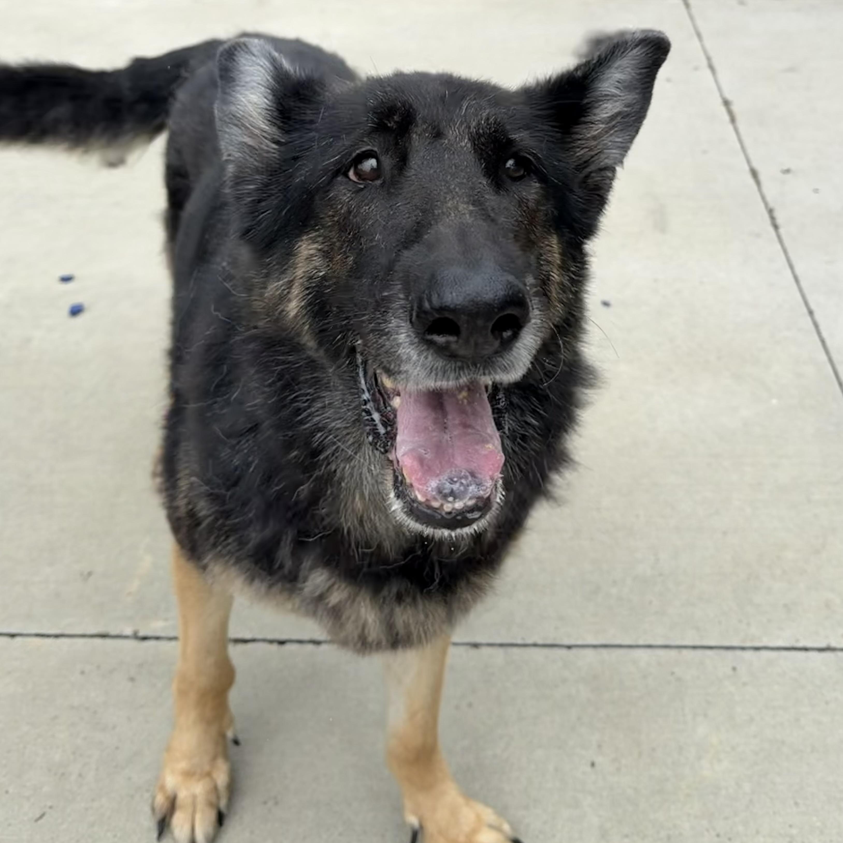 Gertrude (Gerty), a ADOPTABLE German Shepherd Dog in North Providence, RI image 2/3