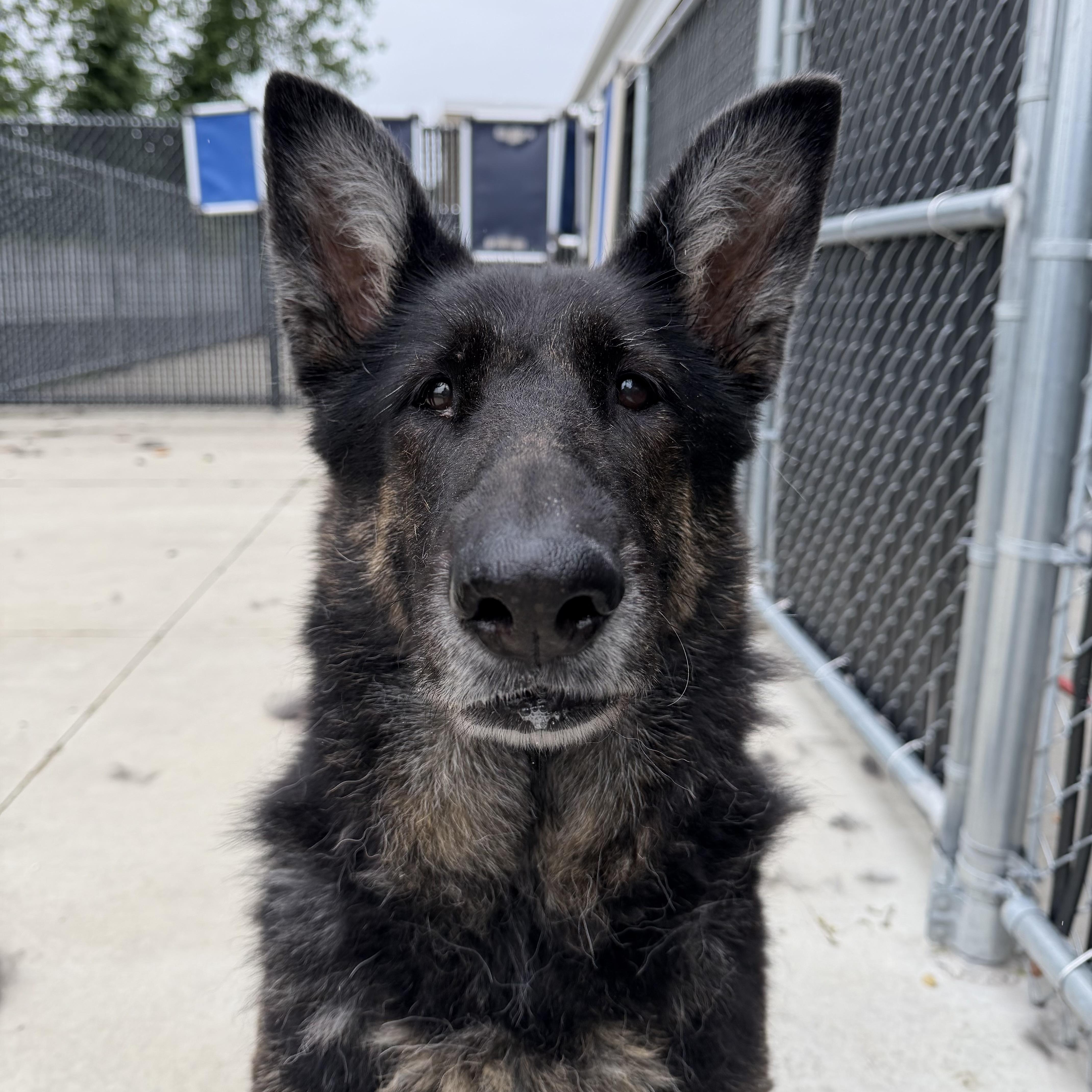 Gertrude (Gerty), a ADOPTABLE German Shepherd Dog in North Providence, RI image 1/3