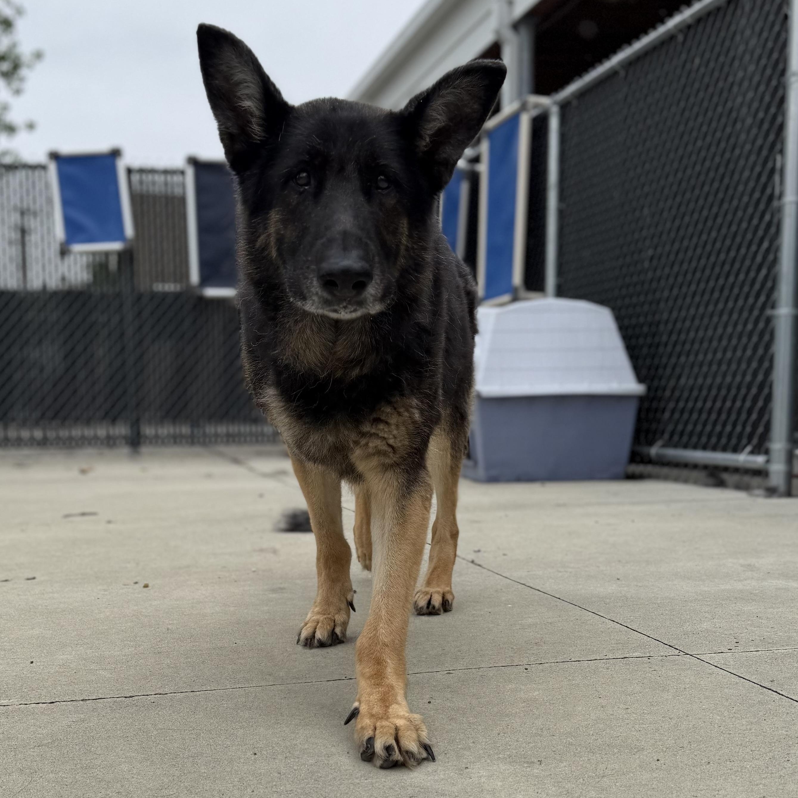Gertrude (Gerty), a ADOPTABLE German Shepherd Dog in North Providence, RI image 3/3