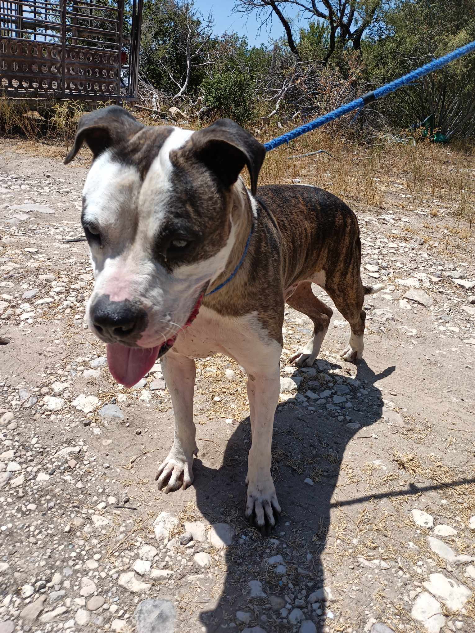 Petey, a Adoptable American Staffordshire Terrier in Kempner, TX image 2/3