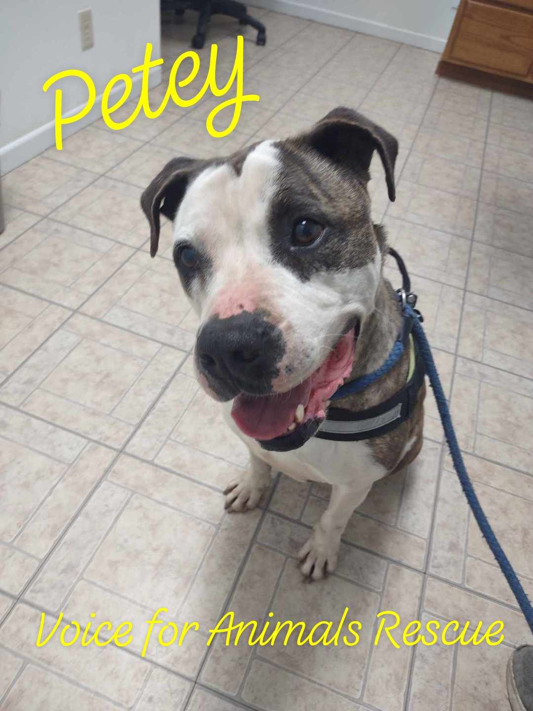 Petey, a Adoptable American Staffordshire Terrier in Kempner, TX image 1/3