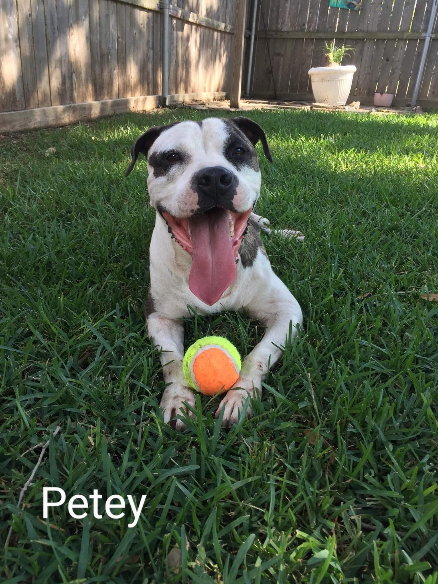 Petey, a Adoptable American Staffordshire Terrier in Kempner, TX image 3/3