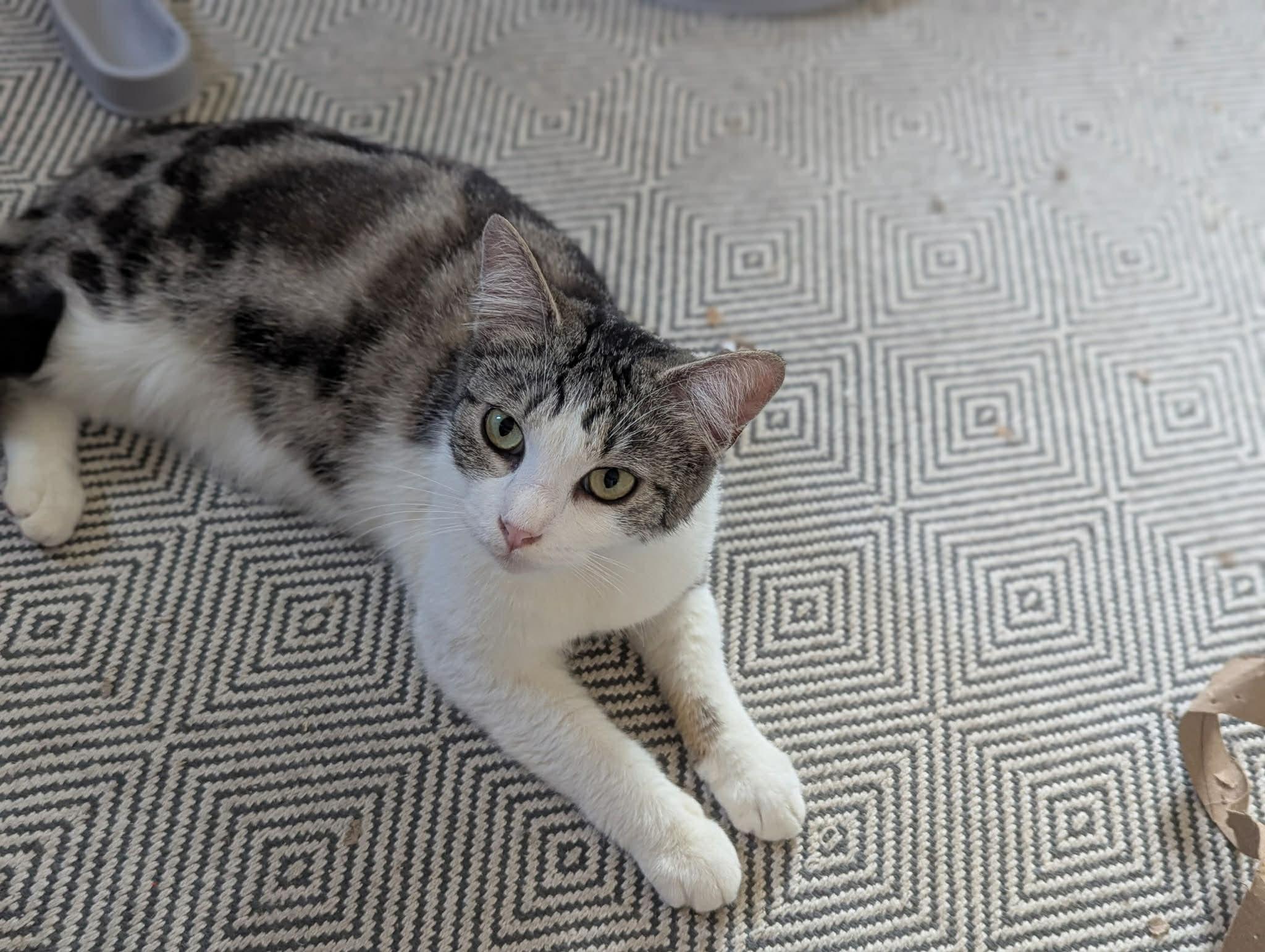 Enlarge Minnie, a ADOPTABLE mixed breed in Mission Viejo, CA image 2/2