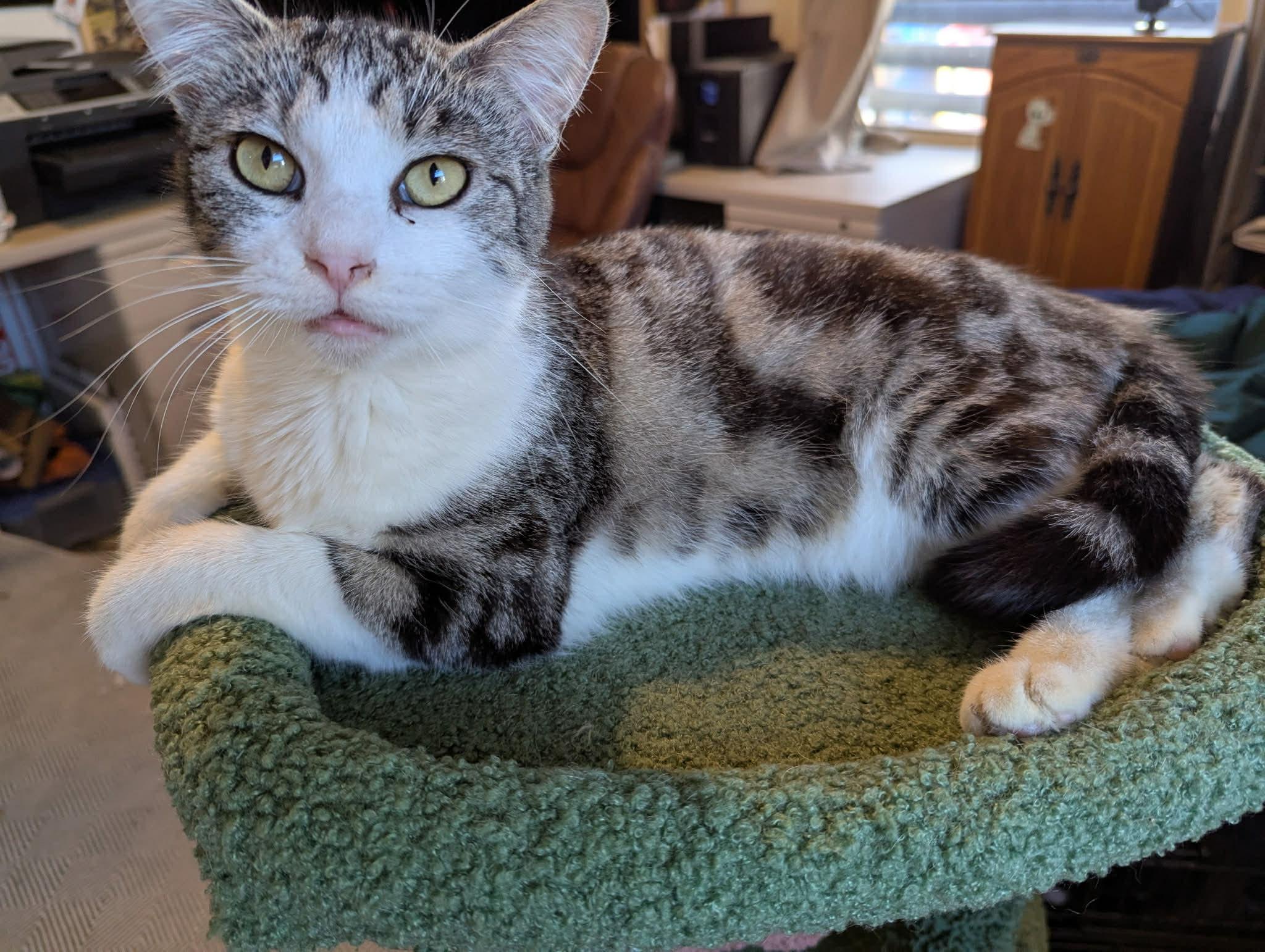 Minnie, adopted, Adult Female Domestic Short Hair.