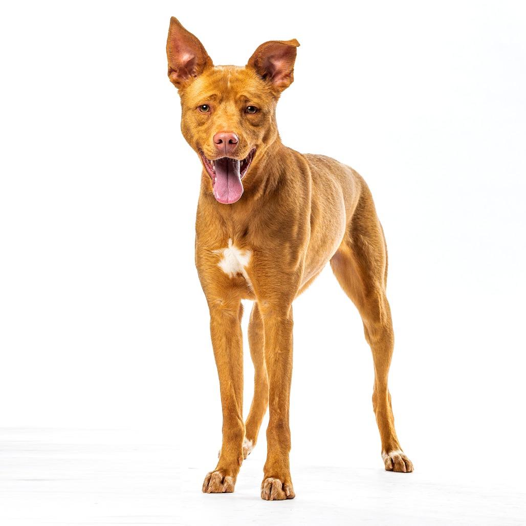 Enlarge Gingerbread, a Adoptable mixed breed in Reno, NV image 2/4