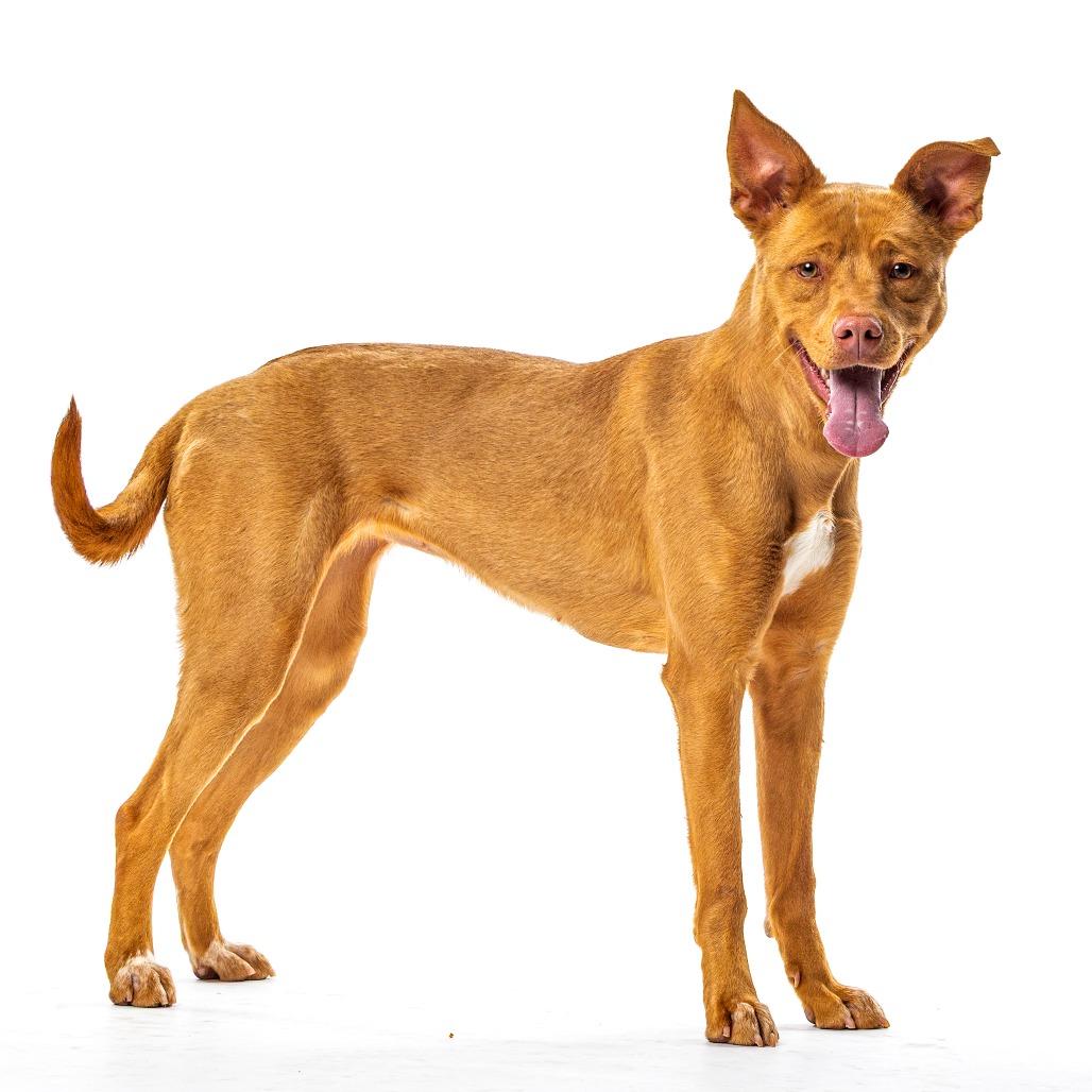 Enlarge Gingerbread, a Adoptable mixed breed in Reno, NV image 3/4