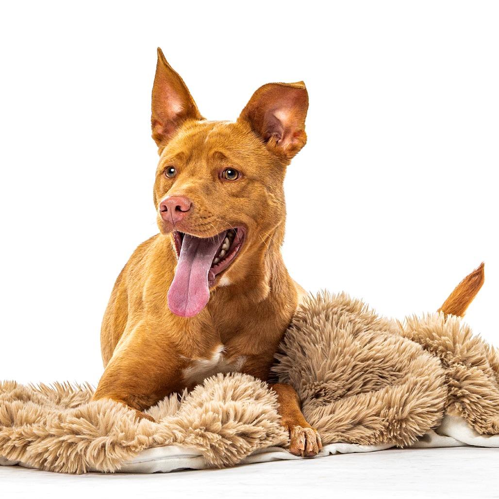 Enlarge Gingerbread, a Adoptable mixed breed in Reno, NV image 4/4