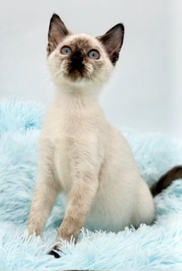 Bramble, an adoptable Siamese in Covington, LA image 5/6