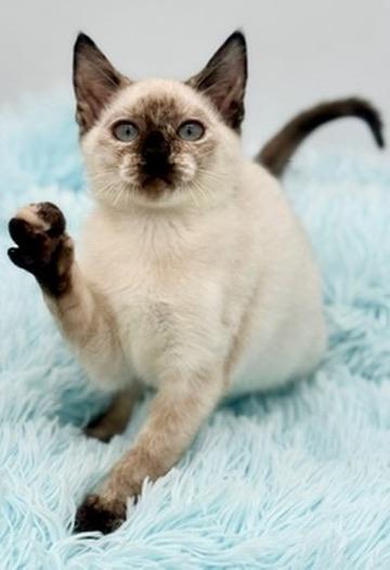 Bramble, an adoptable Siamese in Covington, LA image 3/6