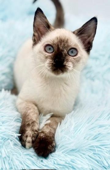 Bramble, adoptable, Kitten Female Siamese.