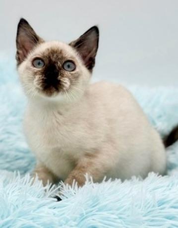 Bramble, an adoptable Siamese in Covington, LA image 6/6