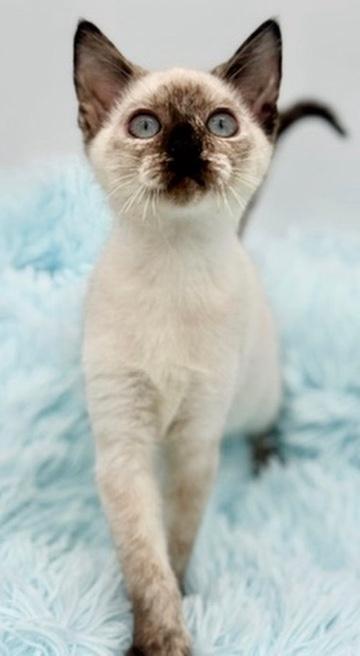 Bramble, an adoptable Siamese in Covington, LA image 2/6