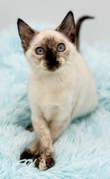 Bramble, an adoptable Siamese in Covington, LA image 4/6