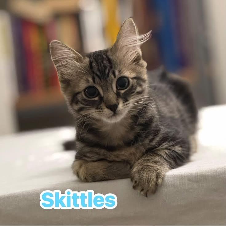 Skittles photo